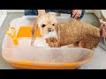 【アイリスオーヤマ】このバスタブで愛犬のシャンプーが楽になりました【アメコカ】shampoo my dog