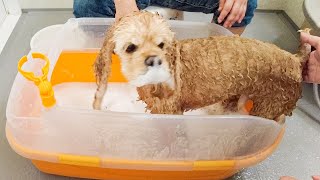 【アイリスオーヤマ】このバスタブで愛犬のシャンプーが楽になりました【アメコカ】shampoo my dog