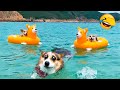 Funniest Animal Videos 2022 😁 - Funny Dogs And Cats Videos 🐴😃