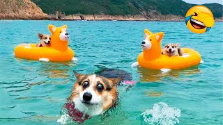 Funniest Animal Videos 2022 😁 - Funny Dogs And Cats Videos 🐴😃