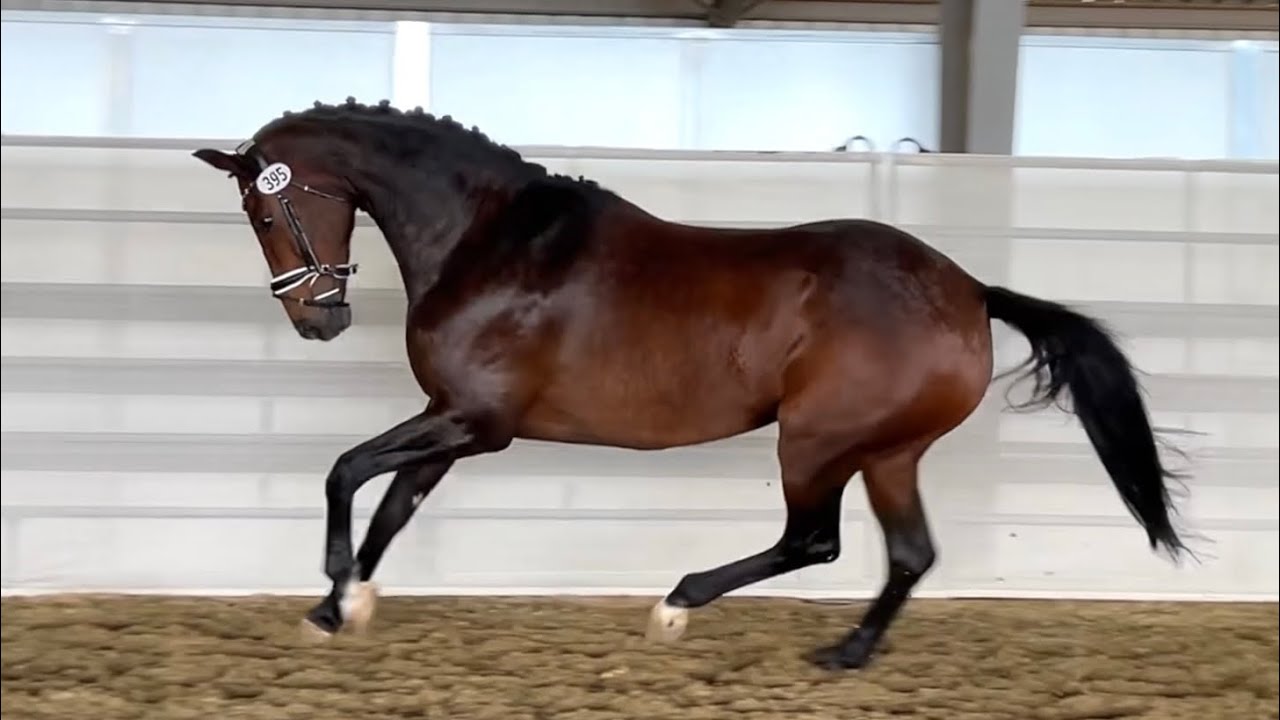 LaGrace Eden at her Dutch Warmblood inspection, sept 17, 2024