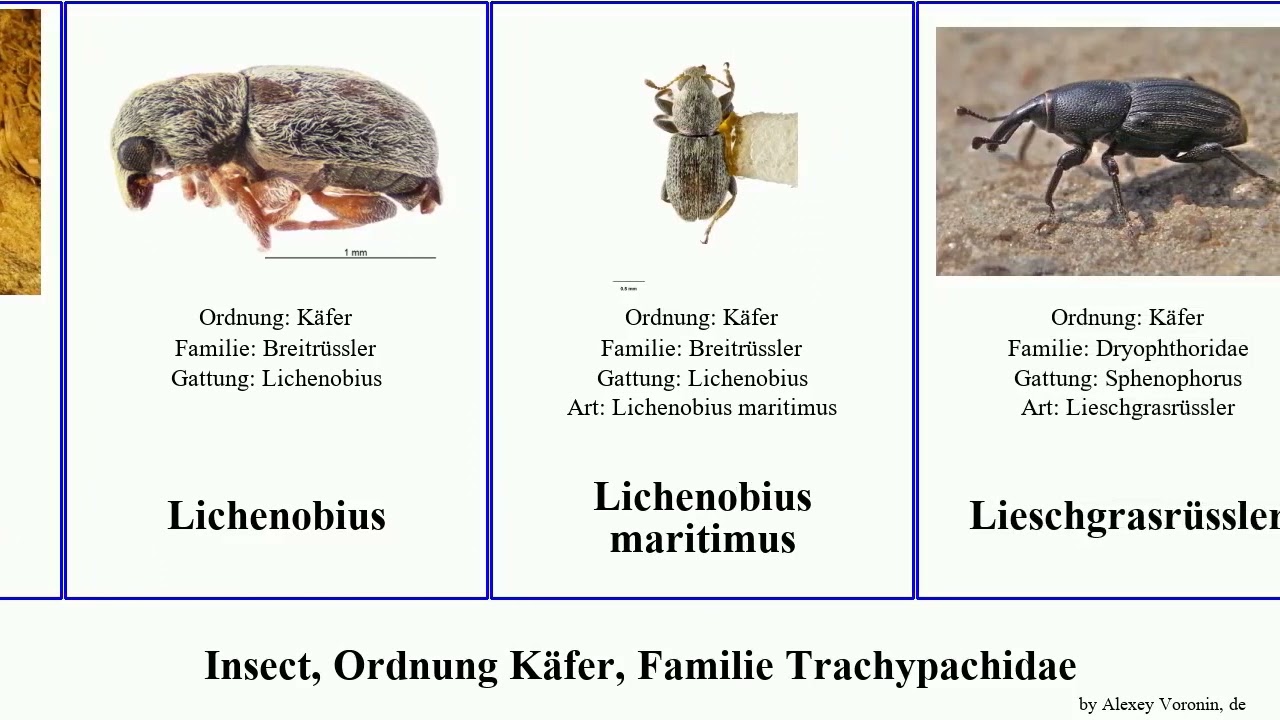 Insect, Ordnung Käfer, Familie Trachypachidae dineutus nagekäfer scheinbockkäfer niger australis