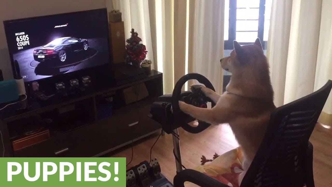 Shiba Inu is a hardcore gamer! - YouTube