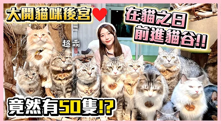 【新店猫谷】被50只猫咪环绕！超疗愈的宠物餐厅🐱❤｜猫之日 - 天天要闻