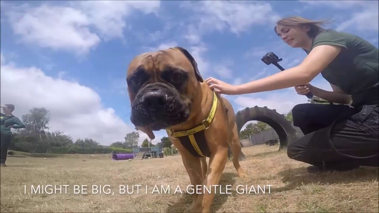 wales wisconsin Dogs Trust Snetterton - Harley M