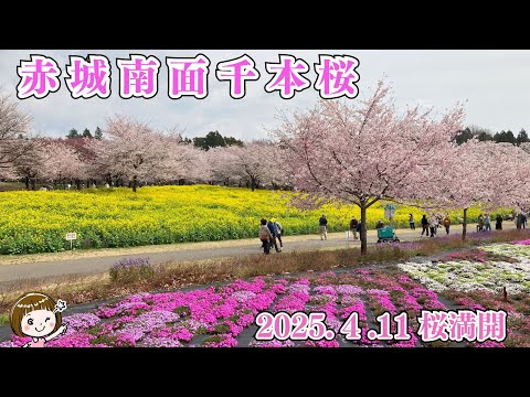 2025.4.11(金) 赤城南面千本桜🌸満開！（さくら名所100選）