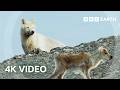 Arctic Wolf Hunts Baby Caribou | 4K UHD | Planet Earth II | BBC Earth