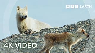 Arctic Wolf Hunts Baby Caribou | 4K UHD | Planet Earth II | BBC Earth