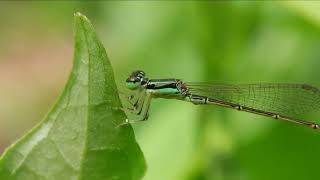 Dragonfly Dreams: Exploring the Magical World of Dragonflies