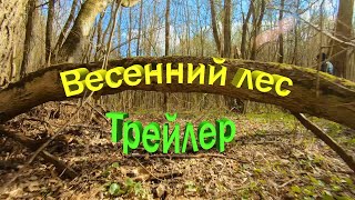 Весенний лес