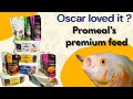 Oscar Fish Tried PROMEAL for the First Time! | LIVE insects food for OSCAR ￼