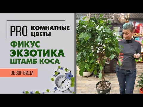 Фикус Экзотика штамб коса -  необычная форма ствола | Как договориться с капризным фикусом