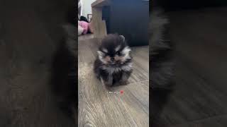 Little paws cuteness overload ❤️| #shorts #youtubeshorts #foryou #foryourpage #explore #pets #dogs |