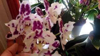 Мои Орхидеи Бабочки!!!Пора притенять окно,Весна!