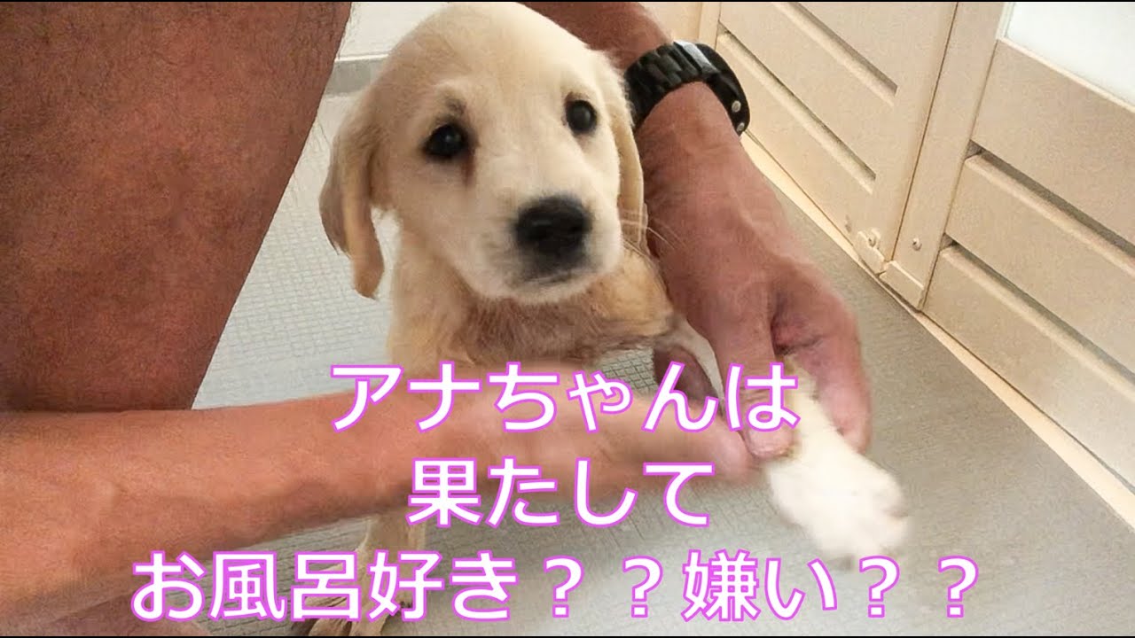 【初めてのお風呂】ゴールデンの子犬はお風呂好き？嫌い？ YouTube