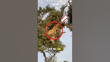 Sư tử cướp thức ăn của Báo Hoa Mai và cái kết. #dongvat #sưtử