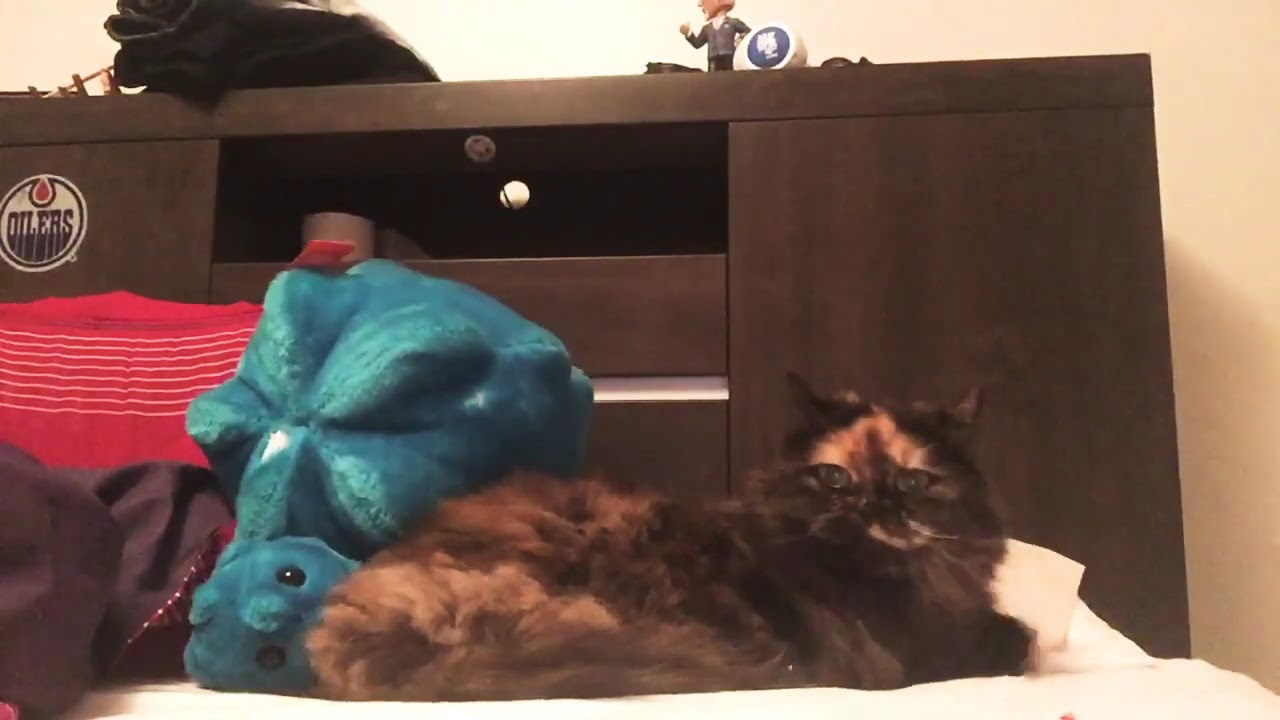 Cat gets smashed by star things