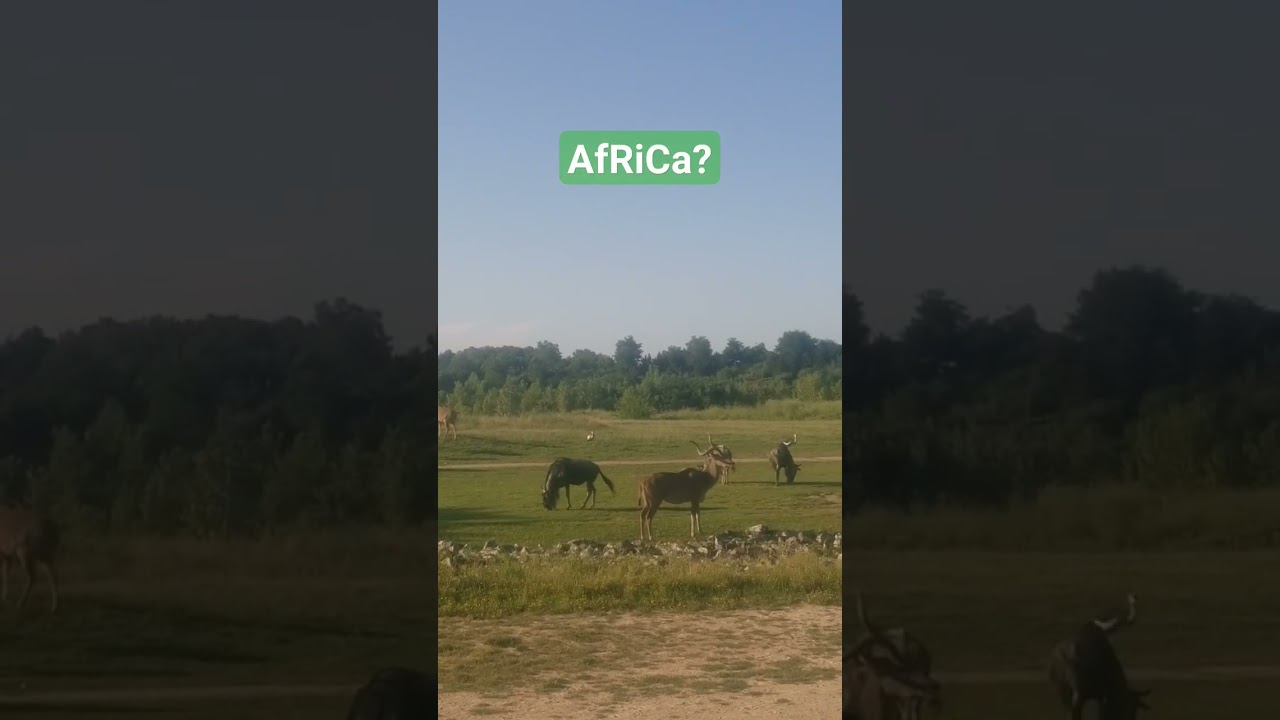 AFRICA? 