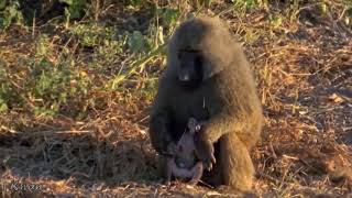 Omg Leopard Attacks Newborn Baboon God Cant Help Mother Baboon Save Her Baby From Leopard.