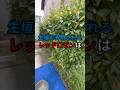 レッドロビンの生垣を全部ハサミで剪定したら#庭師のVlog #一級造園技能士