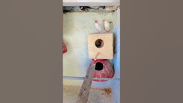 New video java #bird #shorts #short #viral #youtubeshorts #ytshorts #shortsfeed #shortvideo