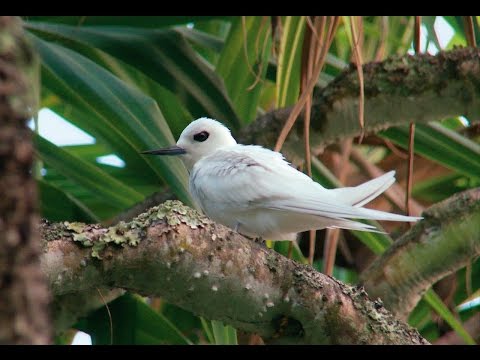 Pitcairn Islands – Henderson Island&rsquo;s wildlife