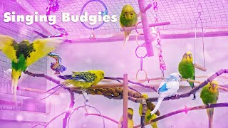 Budgie Noises while eating a Millet