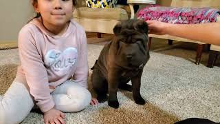 Black Sable Chinese Shar Pei