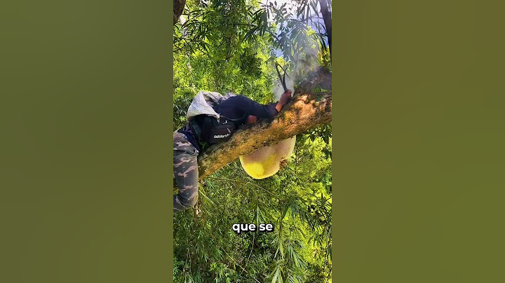 Así se recolecta miel sin protección