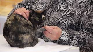 BCCNZ Cat Show 2021 - West Melton.   Myasanda White Tip Spider by Burmese Cat Club of New Zealand 26 views 2 years ago 2 minutes, 10 seconds