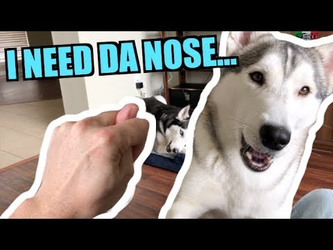 i-steal-my-husky's-nose-and-he-thinks-it's-gone-forever!