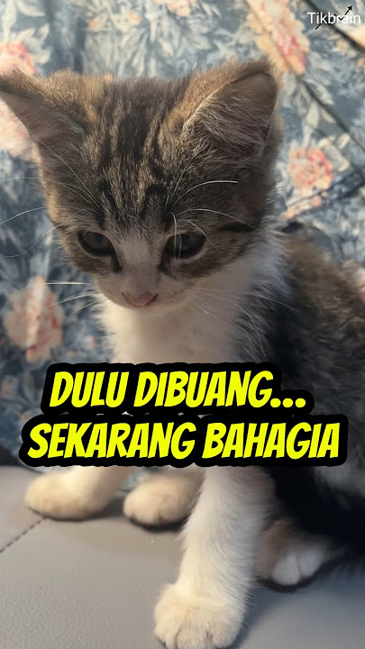 Dulu Kucing Ini Dibuang di Jalan… Sekarang Lihat Dia Bahagia! 😿🐾 #kucinglucu #shorts