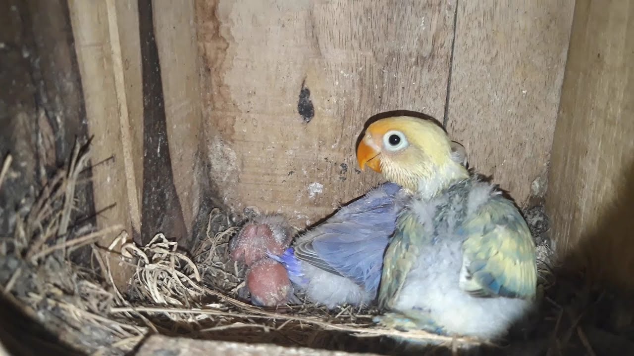 Lovebird Parblue Meloloh Anaknya 