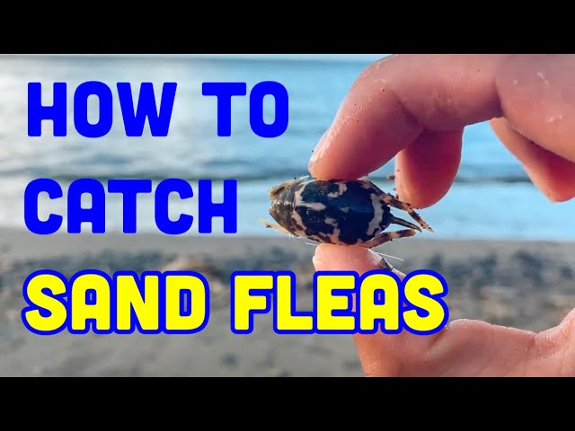 How to Catch Sandfleas with Bare Hands or Small Net for Bait - Sand Crabs 