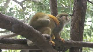 Common Squirrel Monkey (Neo Park Okinawa, Okinawa, Japan) May 9