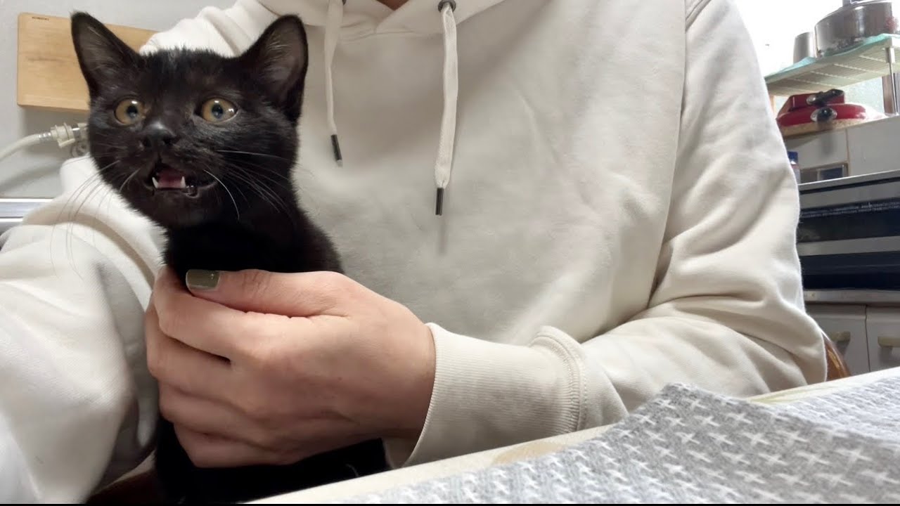 膝上がおねえちゃんじゃないことに気づく仔猫のクロっぴ。 - YouTube