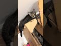 Маленькая принцесса Канаани — Нешама #kanaanicat #kanaani #kitten