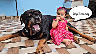My dog protect my baby || funny dog video | snappy girls #dog #rottweiler #therott #funny ||