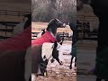 Not MR js standing there 😭 #horse #ponymalta #horseenthusiast #equestrianjourney #horsefan #horsie