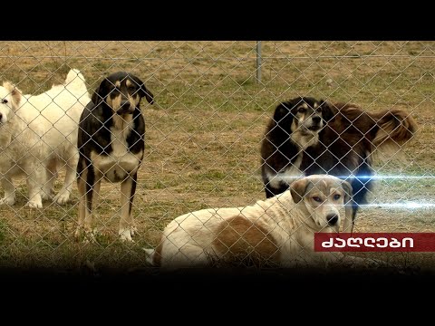 ცხოველთა უფლებები | დაუცველი მიუსაფარი ძაღლები საქართველოში
