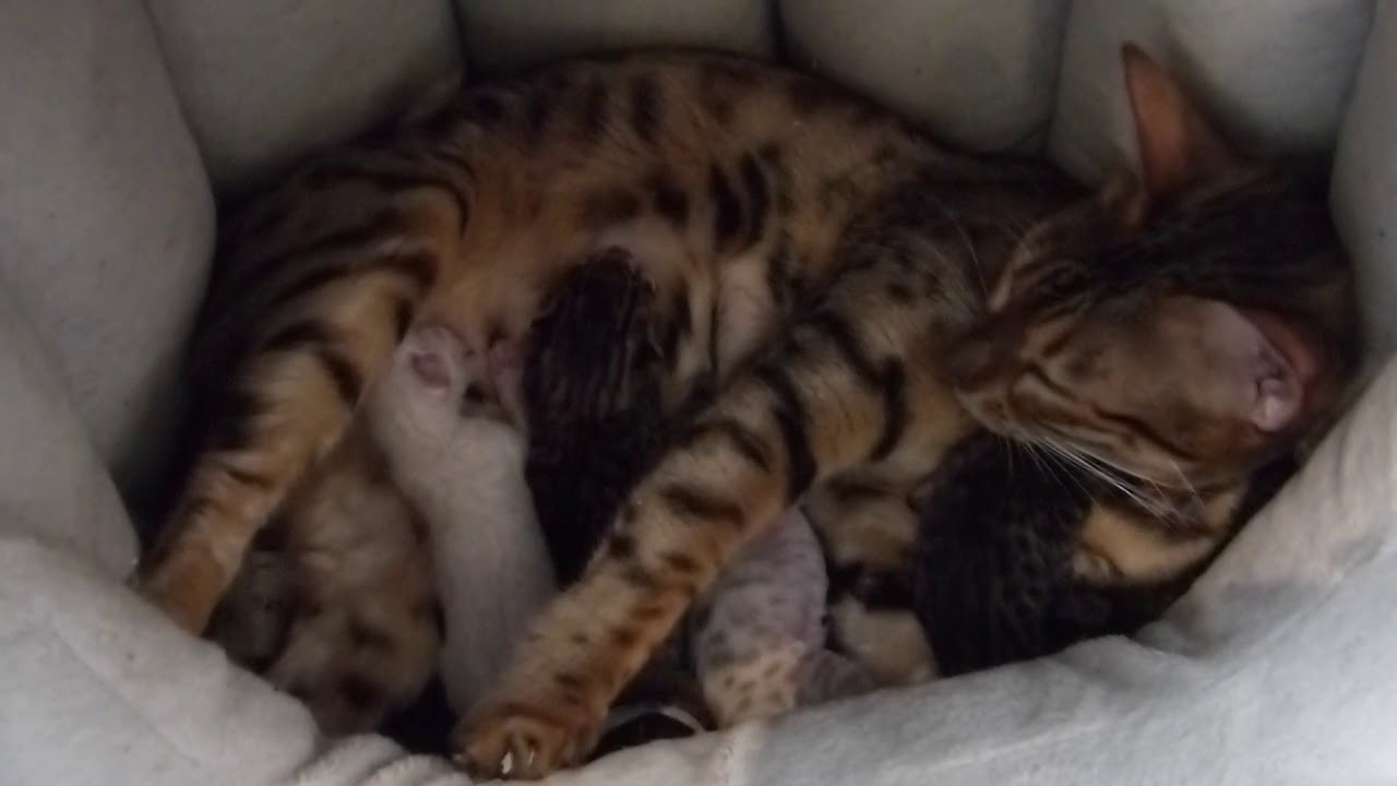 How to care of a Bengal cat’s litter. Gina's kittens are two days old