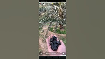 تلاوة للقارئ وهيب الشيخ من سورة مريم