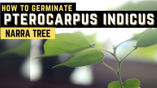 How To Germinate Pterocarpus Indicus | Narra Tree | PH