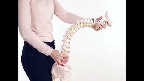 AnatomyStuff Flexible Spine Model