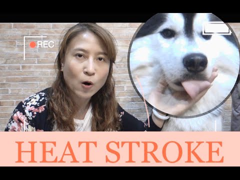 วีดีโอ: โรคกล่องเสียงในสุนัข