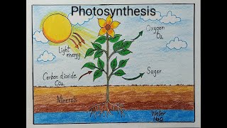 Photosynthesis process of plants diagram drawing l Photosynthesis labeled diagram drawing