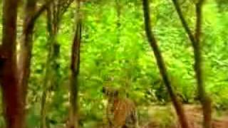 Monkey taunts tigers.avi