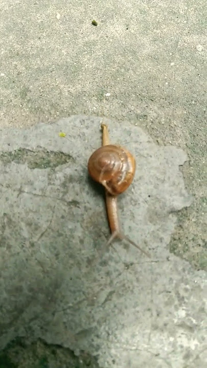 Shankh Banane Wala Amazing Kida 😯#shorts