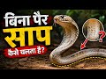 बिना पैर साप कैसे चलता है🐍? #knowledge
