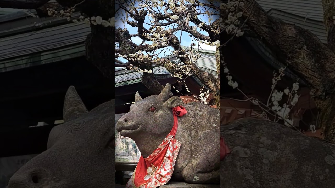 偶然見た人強運❣️縁のある人しか見れません‼️願いが叶う天神様のお牛様❣️撫でて疫病退散‼️運気上昇‼️良いことが起きます❣️#shorts #short #開運 #幸運 #神社 #北野天満宮